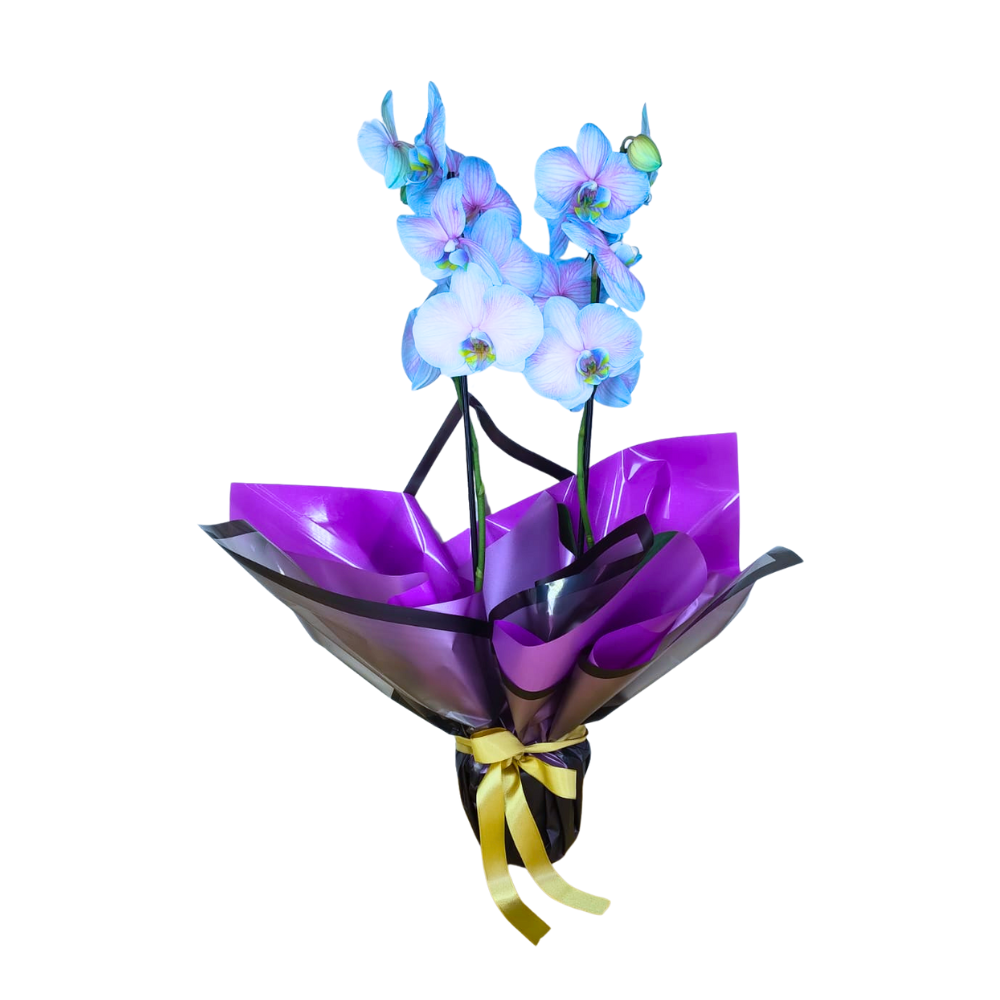 Orqu�dea Premium Frozen